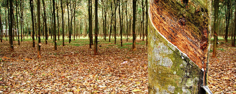 CÔNG TY TNHH MAI THẢO